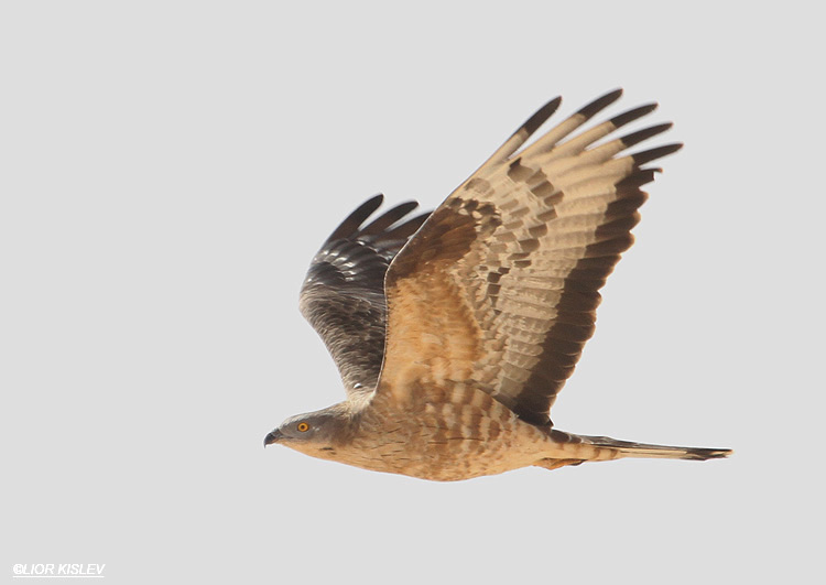    Honey Buzzard  Pernis  apivorus ,Ketura, Arava valley ,28-04-12 . Lior Kislev     